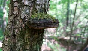 Attēlu rezultāti vaicājumam “Phellinus”