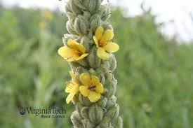 Attēlu rezultāti vaicājumam “Verbascum thapsus bud”