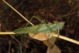 Attēlu rezultāti vaicājumam “Tettigonia viridissima”