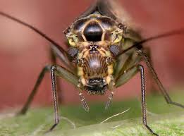 Attēlu rezultāti vaicājumam “Psococerastis gibbosa”