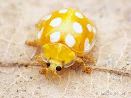 Attēlu rezultāti vaicājumam “Halyzia sedecimguttata”