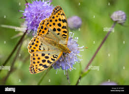 Attēlu rezultāti vaicājumam “Issoria lathonia”