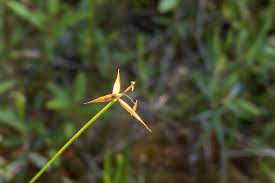 Attēlu rezultāti vaicājumam “Carex pauciflora”