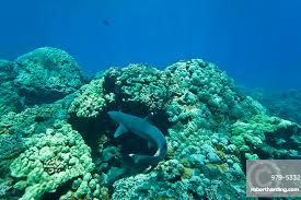 Image result for Triaenodon obesus