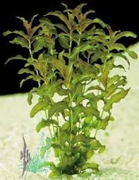 Attēlu rezultāti vaicājumam “Potamogeton perfoliatus flower”