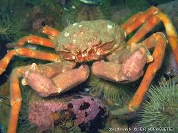 Image result for Hyas araneus