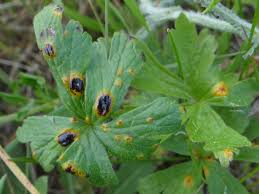 Attēlu rezultāti vaicājumam “Urocystis anemones spores”
