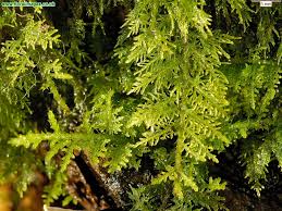 Attēlu rezultāti vaicājumam “Thuidium tamariscinum”