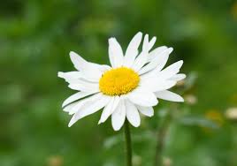 Attēlu rezultāti vaicājumam “Leucanthemum vulgare flower”