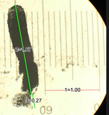 Attēlu rezultāti vaicājumam “Stemonitopsis subcaespitosa”