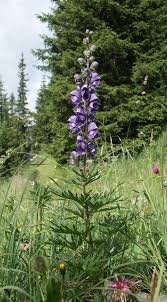 Attēlu rezultāti vaicājumam “Aconitum napellus flower”