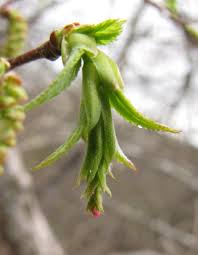 Attēlu rezultāti vaicājumam “Carpinus betulus female flower”