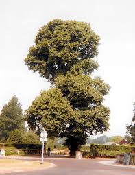 Attēlu rezultāti vaicājumam “Ulmus minor f. suberosa”