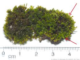 Attēlu rezultāti vaicājumam “Physcomitrium pyriforme sporophyte”