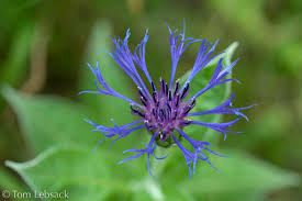 Attēlu rezultāti vaicājumam “Libanotis montana flower”