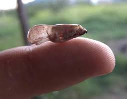 Attēlu rezultāti vaicājumam “Carterocephalus silvicolus underside”