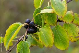 Attēlu rezultāti vaicājumam “Rhamnus cathartica fruit”