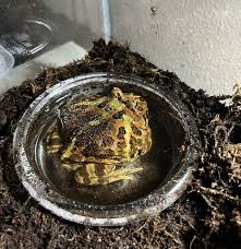 Image result for Bath Amphibians
