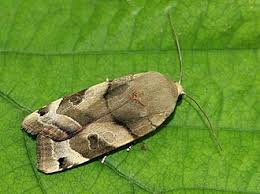 Attēlu rezultāti vaicājumam “Noctua fimbriata imago”