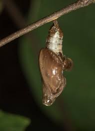 Attēlu rezultāti vaicājumam “Nymphalis xanthomelas pupa”