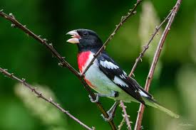 Image result for Pheucticus ludovicianus