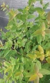 Attēlu rezultāti vaicājumam “Lonicera caerulea var. pallasii”