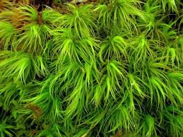 Attēlu rezultāti vaicājumam “Dicranum montanum”