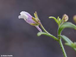 Attēlu rezultāti vaicājumam “Microrrhinum minus leaf”