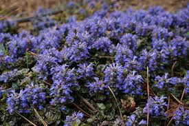 Attēlu rezultāti vaicājumam “Ajuga pyramidalis”