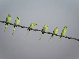 Image result for Psittacula krameri