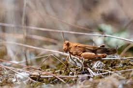 Attēlu rezultāti vaicājumam “Oedipoda caerulescens”