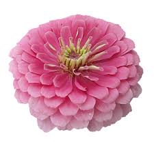 Image result for Zinnia elegans