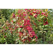 Attēlu rezultāti vaicājumam “Euonymus europaeus flower”