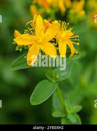 Attēlu rezultāti vaicājumam “Hypericum maculatum flower”