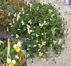 Attēlu rezultāti vaicājumam “Viola tricolor subsp. curtisii bud”