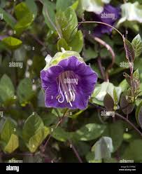 Image result for Glockenrebe