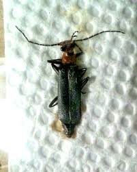 Attēlu rezultāti vaicājumam “Cantharidae”