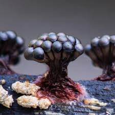 Attēlu rezultāti vaicājumam “Lamproderma violaceum”