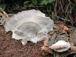 Attēlu rezultāti vaicājumam “Trametes suaveolens”