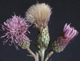 Attēlu rezultāti vaicājumam “Cirsium arvense flower”
