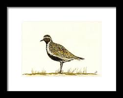 Attēlu rezultāti vaicājumam “Pluvialis apricaria”