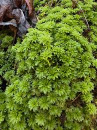 Attēlu rezultāti vaicājumam “Climacium dendroides sporophyte”