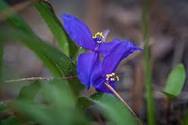 Attēlu rezultāti vaicājumam “Tradescantia virginiana flower”