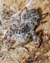 Attēlu rezultāti vaicājumam “Conardia compacta macro”