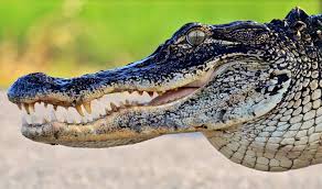 Image result for Alligator mississippiensis