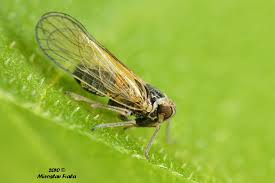 Attēlu rezultāti vaicājumam “Javesella pellucida female”