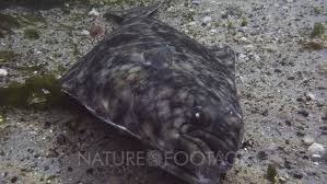 Image result for Hippoglossus hippoglossus