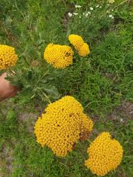 Image result for Achillea filipendulina