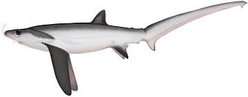 Image result for Alopias superciliosus