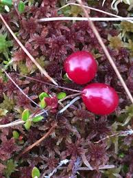 Attēlu rezultāti vaicājumam “Oxycoccus leaf”